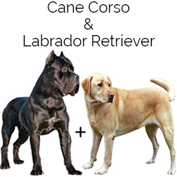 Labrador Corso Dog